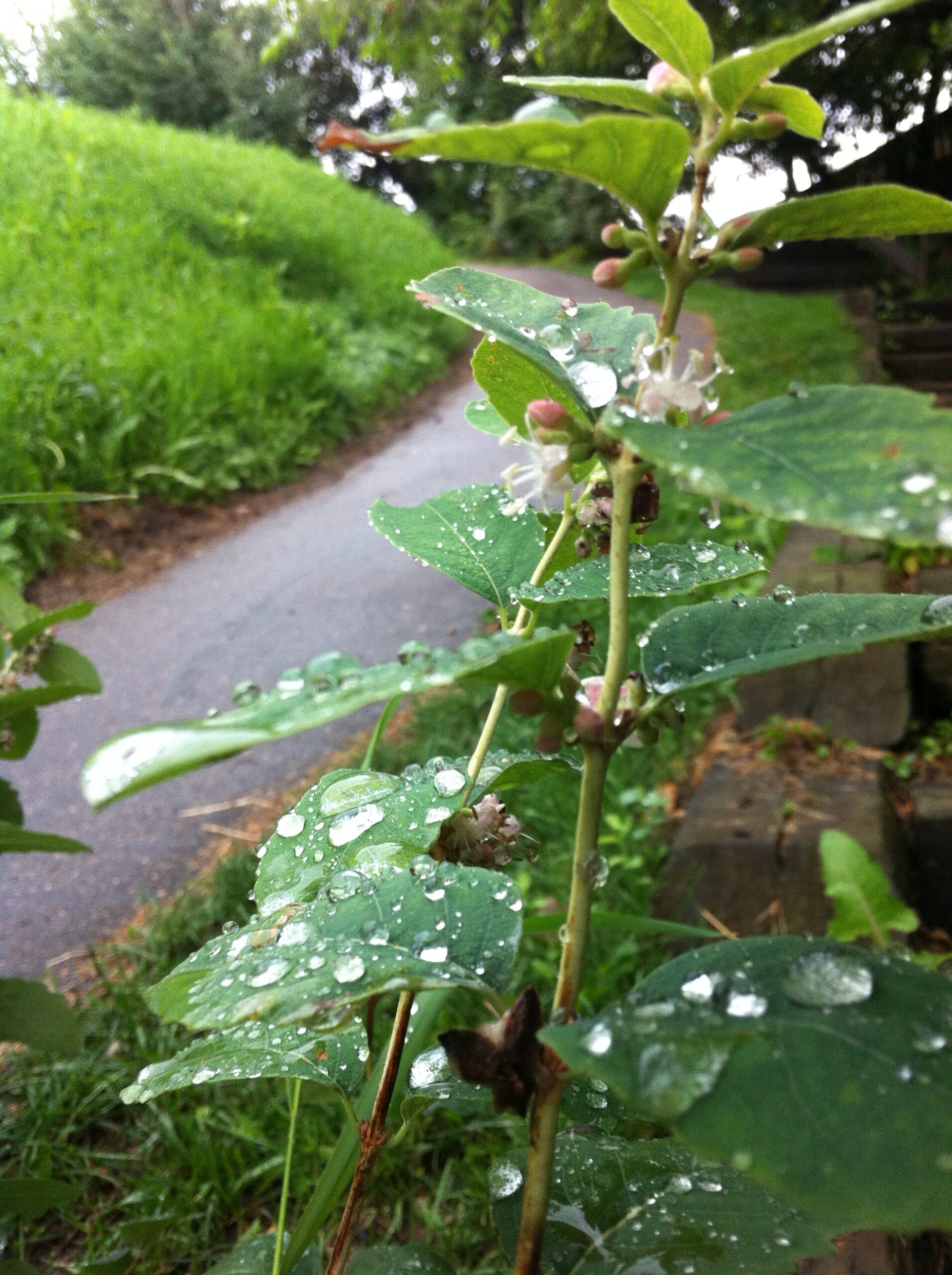 A portrait photo of Kathy Rees smiling.